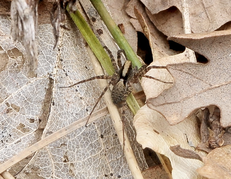 Pardosa sp.